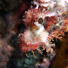 Scorpaenopsis oxycephalus