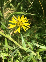 Kyhosia bolanderi
