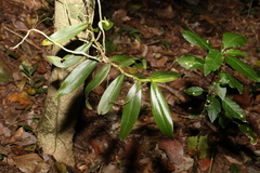 Plectorrhiza tridentata