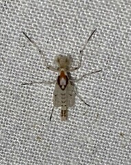 Coelotanypus concinnus