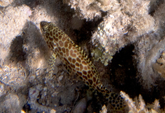 Epinephelus merra