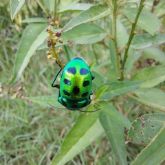 Chrysocoris purpureus