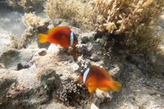 Amphiprion barberi