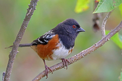 Spotted Towhee photo 1