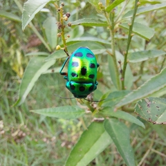 Chrysocoris purpureus