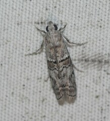 Zamagiria australella