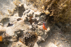 Entacmaea quadricolor