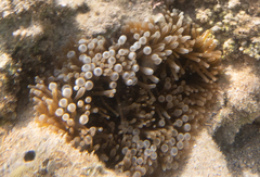 Entacmaea quadricolor