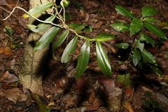 Plectorrhiza tridentata