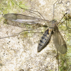 Leptotarsus