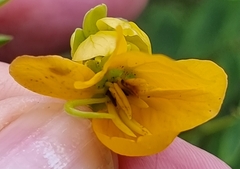 Senna occidentalis