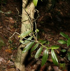 Plectorrhiza tridentata