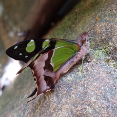 Graphium macleayanus