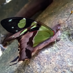 Graphium macleayanus