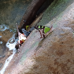 Graphium macleayanus