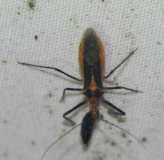 Repipta taurus