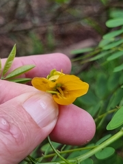 Senna occidentalis