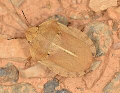 Eurygaster austriaca