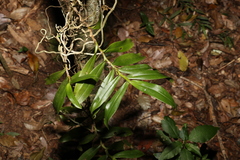Plectorrhiza tridentata