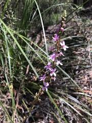 Stylidium graminifolium