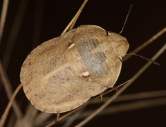 Eurygaster integriceps