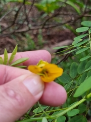 Senna occidentalis