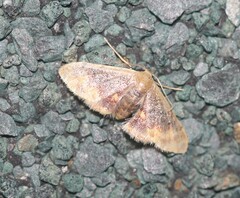 Idaea scintillularia