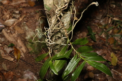 Plectorrhiza tridentata