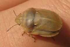 Eurygaster integriceps