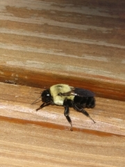 Bombus impatiens