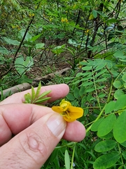 Senna occidentalis