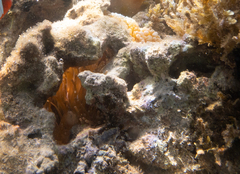 Entacmaea quadricolor