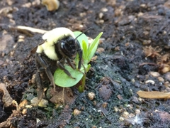 Bombus impatiens