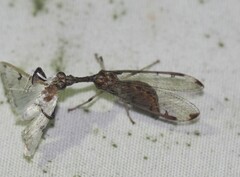 Dicromantispa interrupta