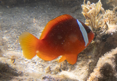 Amphiprion barberi