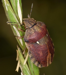 Eurygaster testudinaria