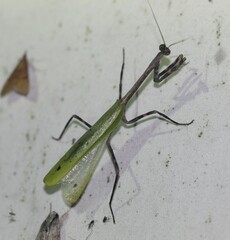 Pseudovates chlorophaea