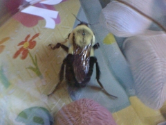Bombus impatiens