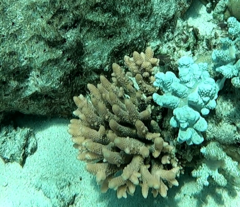 Acropora spathulata