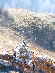 Plectrophenax nivalis