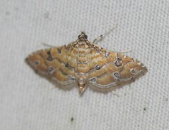 Ommatospila narcaeusalis