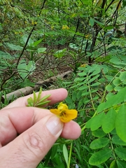 Senna occidentalis