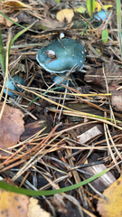 Stropharia aeruginosa
