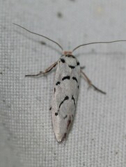 Enaemia atrolinea