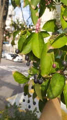 Chionanthus retusus