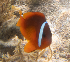 Amphiprion barberi