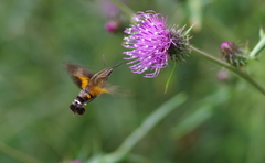 Macroglossum pyrrhosticta