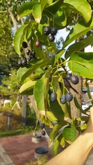 Chionanthus retusus
