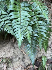 Polystichum lepidocaulon