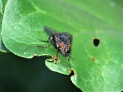 Calliphora vomitoria